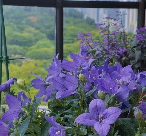 桔梗花 别名包袱花、铃铛花、僧帽花,是多年...