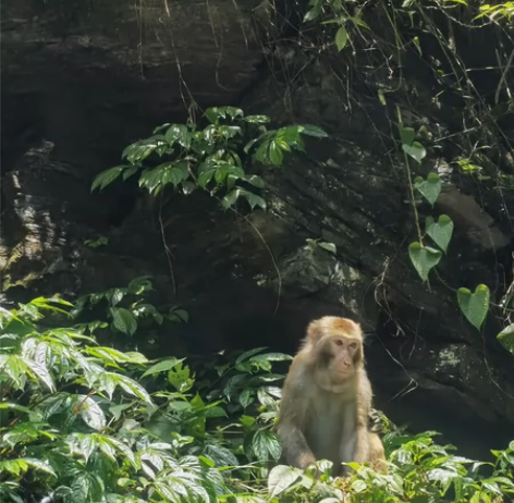 现在可接的地区 河南 电信联通河北  电信...