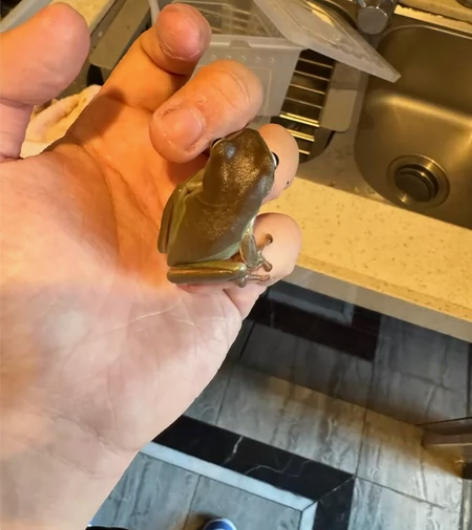 树蛙 公母不清楚 心情不太好没有很绿 天冷...