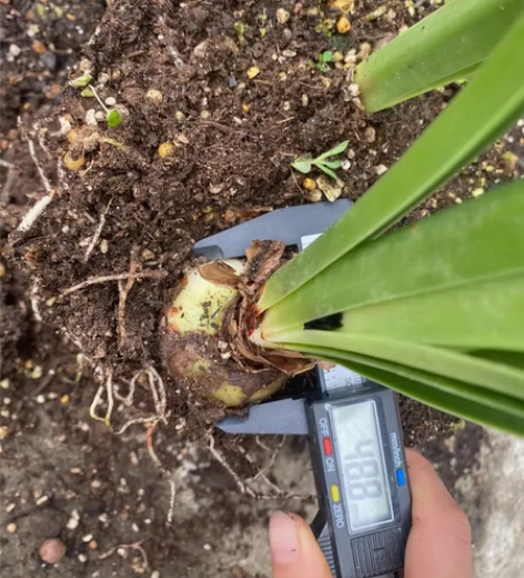 球迷倾城之恋，4.8CM，复壮球，太多了，...