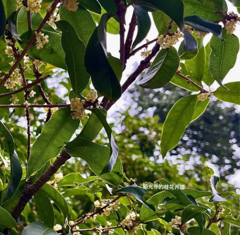 飞来峰20、法喜si5、灵隐si10-只能...