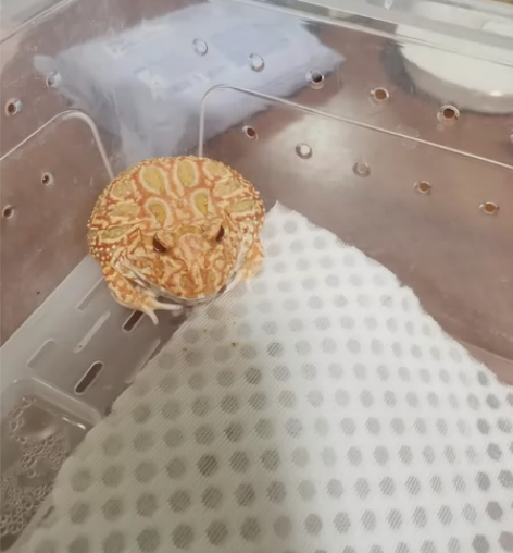 草莓角蛙一个，自己养了6个多月了，身体健康...