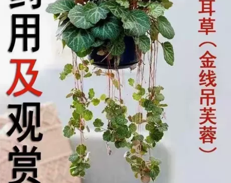 虎耳草除疹去痒滴耳朵针对荨麻疹药用材料观赏...