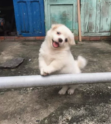 中北综合维修：ccd，音响DIY，给飞利浦...