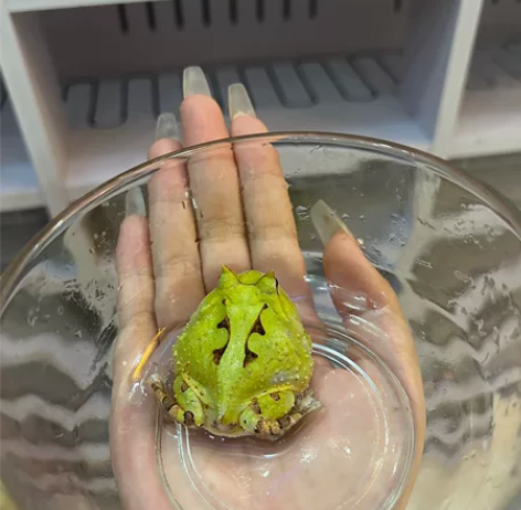 精品台湾霸王角蛙  大尺寸  3cm左右 ...