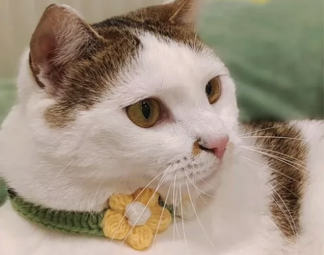 【西湖转塘】日常节假日上门喂猫 帮忙撸猫，...