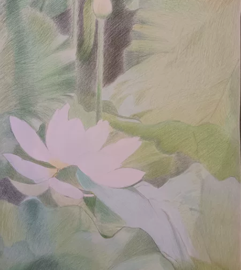 彩铅画，手绘荷花，出淤泥而不染，纸张尺寸5...