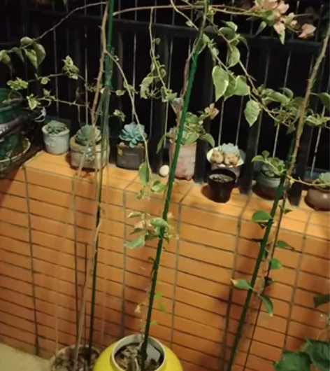 大高飘粉红豹，带盆出，独立看很好看喔，带盆...