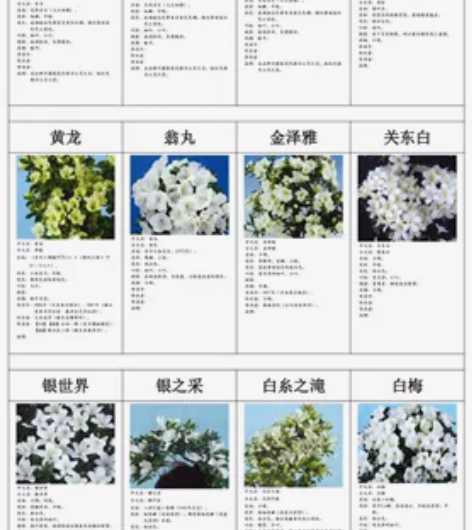 最新高清版中文日本皋月杜鹃花1562个品种...