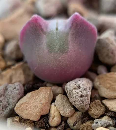 青蛙种源大眼空蝉优选 一年半 尺寸1.2?...