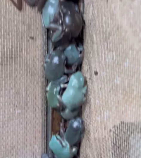 发色很ok的澳蓝树蛙，买到就是赚到，从小就...