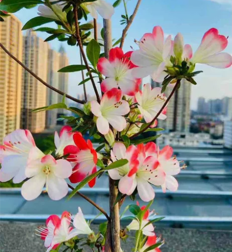 日本皋月杜鹃原生素材苗，品种上百个，可挑可...