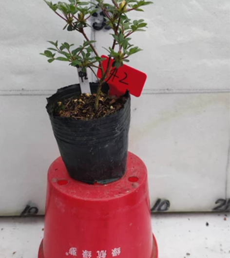 雾岛系慕情，花色很仙，北方养殖，148包邮...