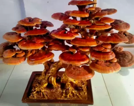 灵芝盆栽粘接盆景室内创意观赏高档办公室摆件...