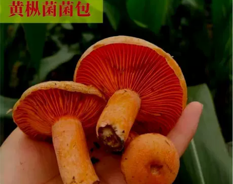 寒菌种植野乌纵原种菌包松菌乌纵菌黄碟菌松纵...
