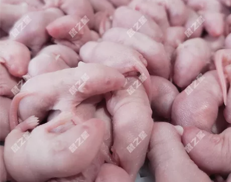 优质粉皮乳鼠冻鼠 100只  69.9包邮...