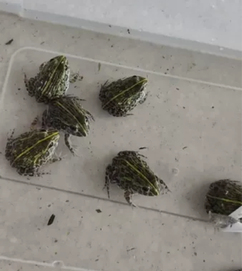 非洲牛蛙,极品非牛小苗 3cm,已定养可接...