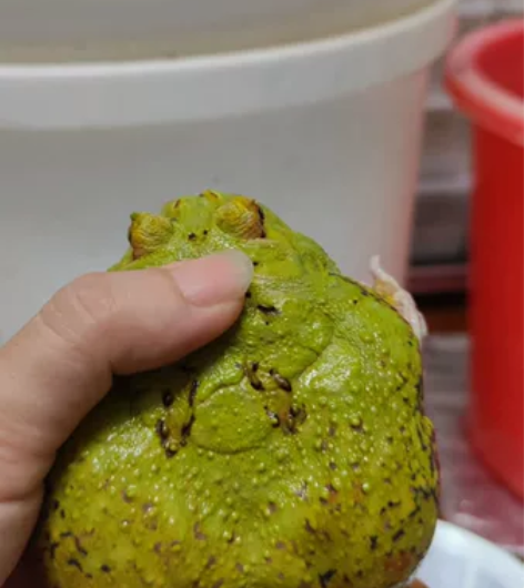 成体角蛙带卵，超级宇治角蛙。一侧少一点，另...