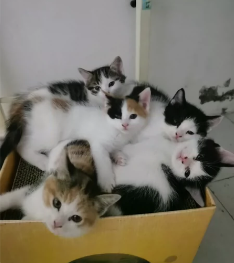 领养小猫了，还有两只，见后面单图。猫爸爸未...