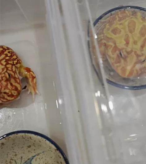 角蛙便宜卖！喜欢的4??。（仅限广西河池，...