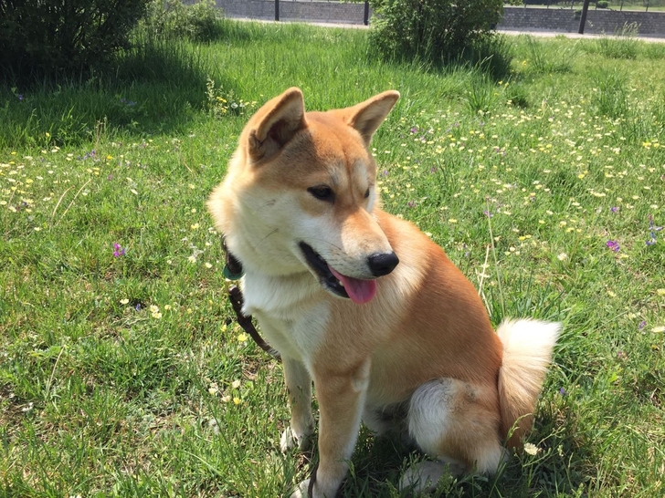 麦本本 大麦3 i76500u 940m显...