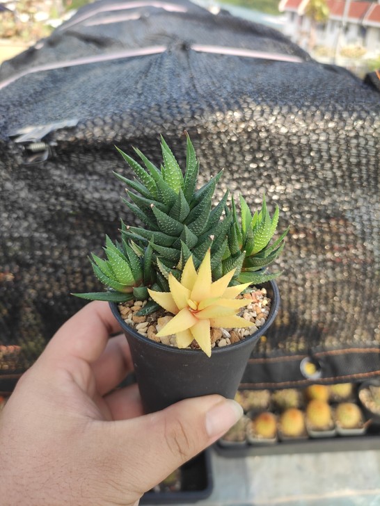 硬叶十二卷鼓笛锦 群生 一物一拍