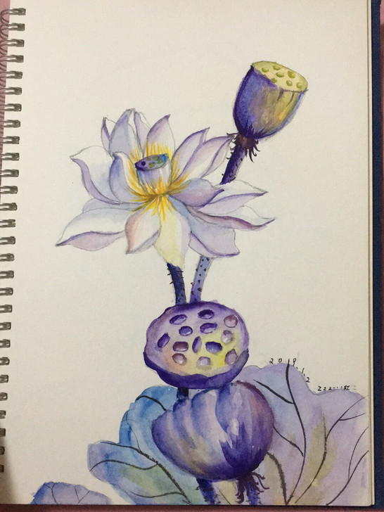 水粉画。临摹作品。 A4纸 紫蓝莲花
