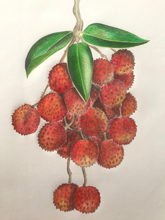 彩铅手稿～ 分享绘画制作过程～