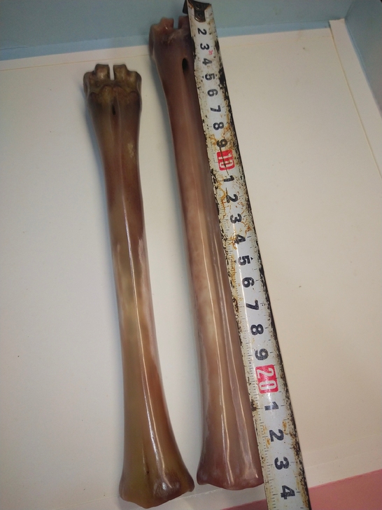 鹿骨，完好无裂纹，品相如图。