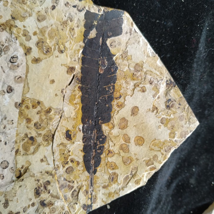 道虎沟对开精品异羽叶化石