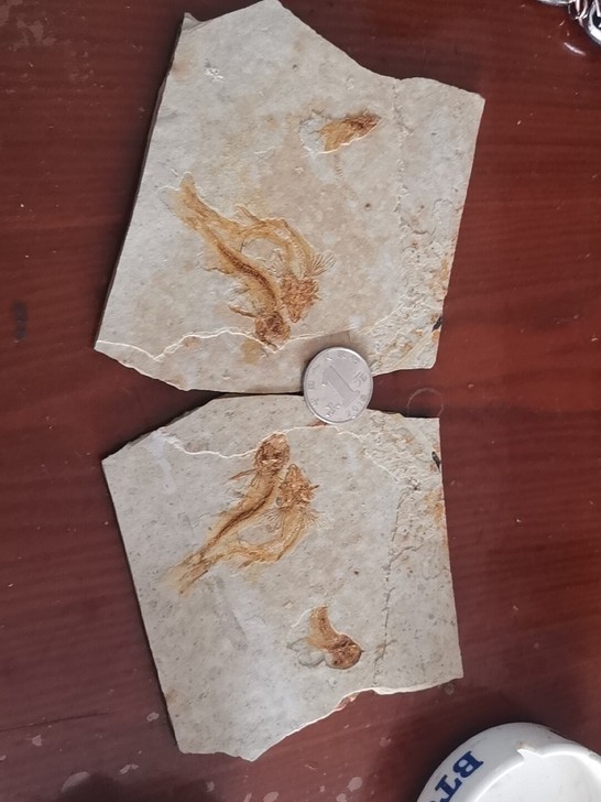 狼鳍鱼化石标本纯天然原石