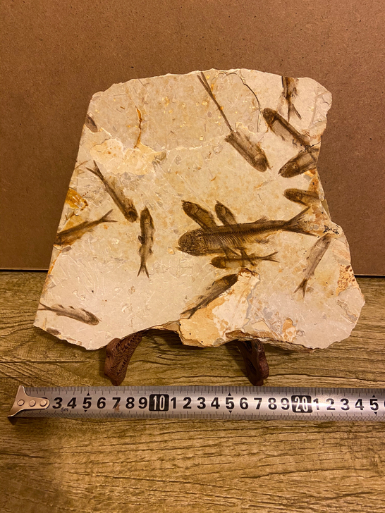 鱼化石狼鳍鱼化石化石 鱼化石 狼鳍鱼化石 ...