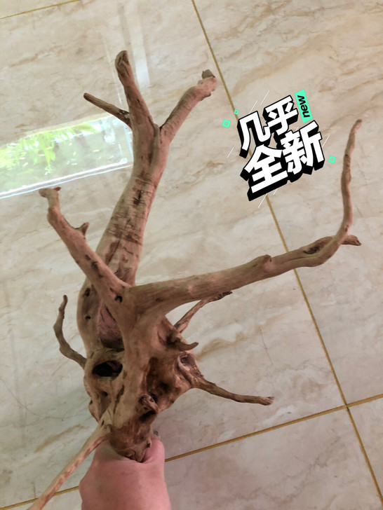 杜鹃根长46宽30高34,只限昌黎本地自提