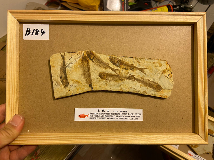 鱼化石狼鳍鱼化石 古生物化石标本科普标本礼...
