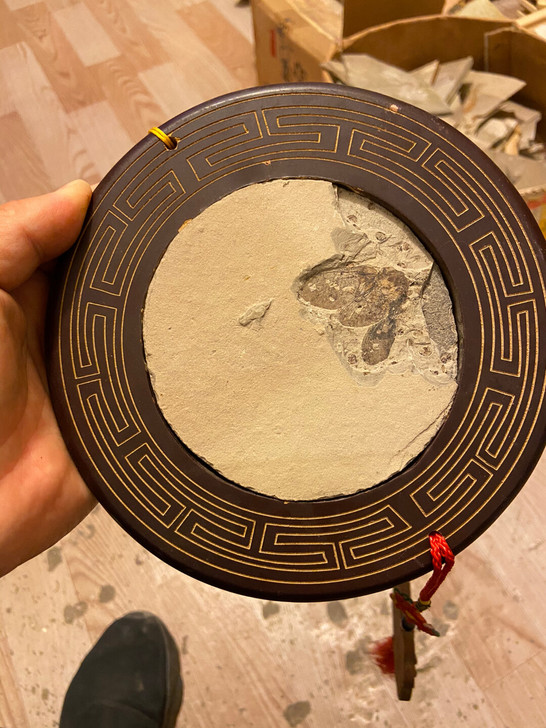 古蝉化石 昆虫化石 知了化石