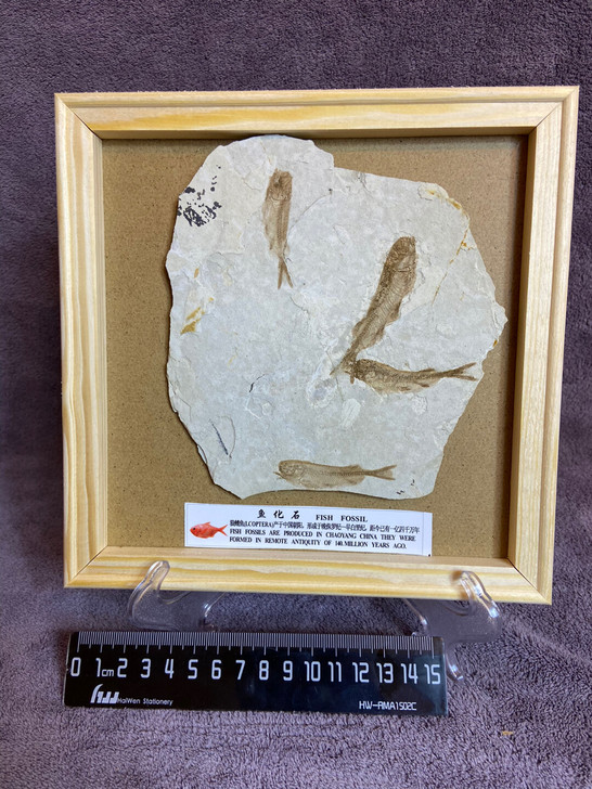 辽西狼鳍鱼化石 鱼化石标本收藏品 古生物科...