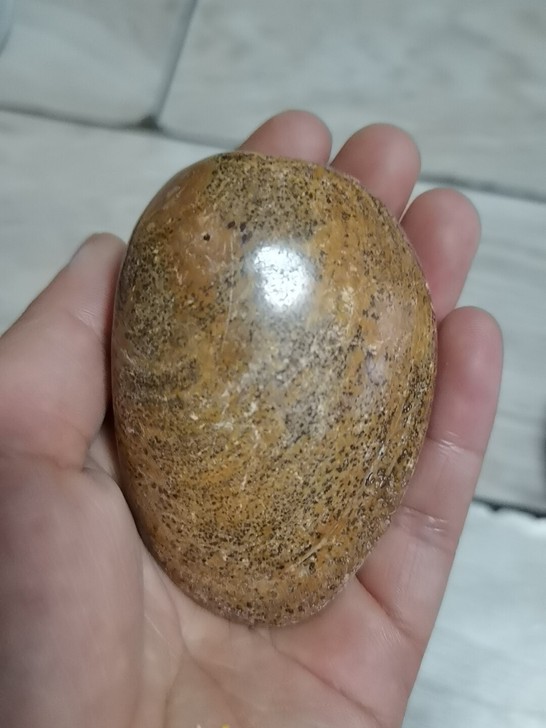 天然马达加斯加河蚌化石一个