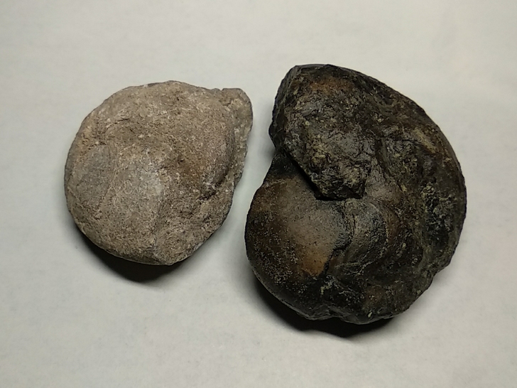 菊石化石 产地摩洛哥，具体品种不知道，可以...