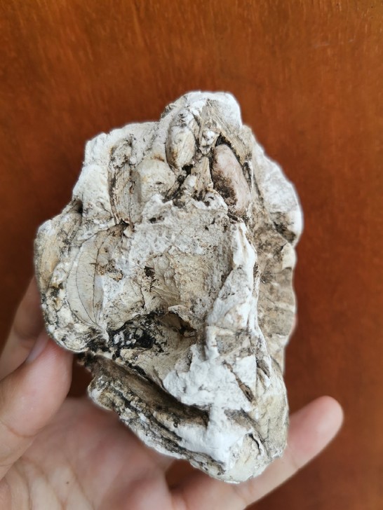 叶子化石
