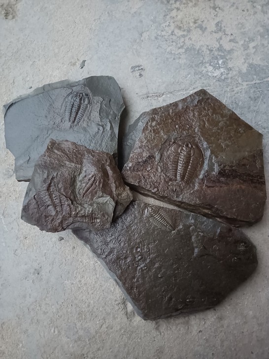 原石，三叶虫化石湘西边城产，