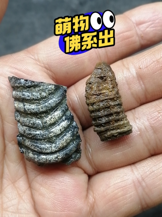 奇石～（未知化石）自己捡的，不知道是啥动物...