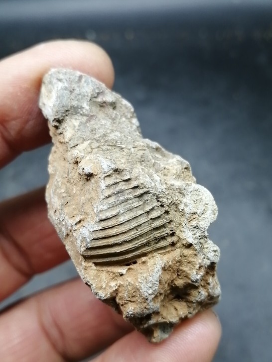 奇石～（化石）自己捡的，纹理特殊，可以做个...