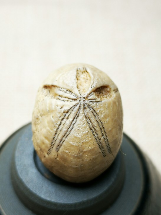 海胆化石海星化石古生物海洋生物化石