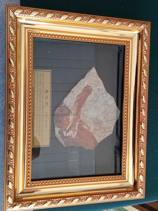 辽西古生物化石!狼鳍鱼摆台,产于辽西,距今...