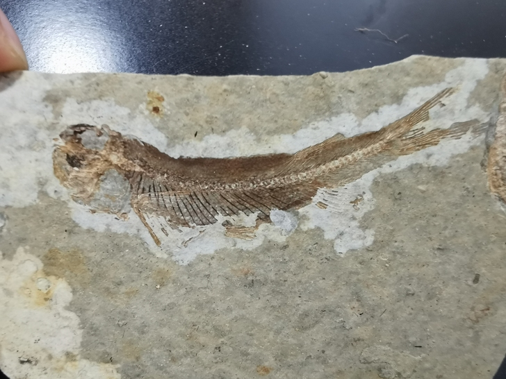 狼鳍鱼化石，单面，颜色清晰，品相自己认真看...