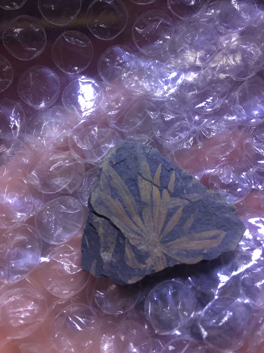 轮叶化石植物化石包邮轮叶化石一朵清晰可见如...