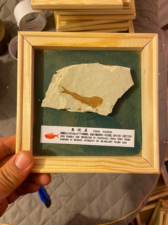 狼鳍鱼化石标本 实木装裱 15乘15厘米画...
