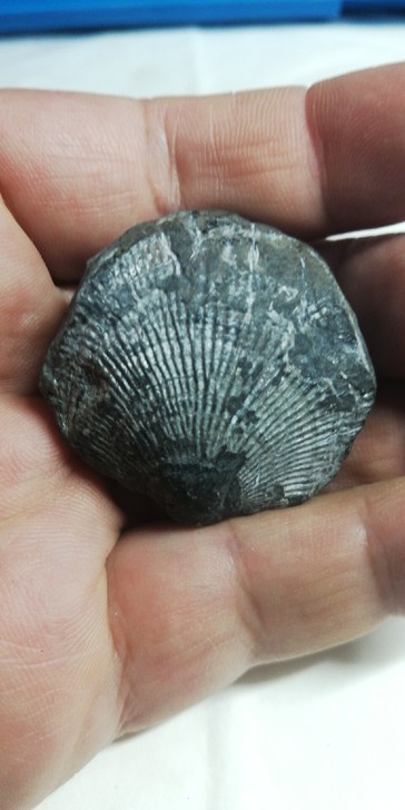 远古贝类化石，扇形，双面放射状纹路清晰，长...