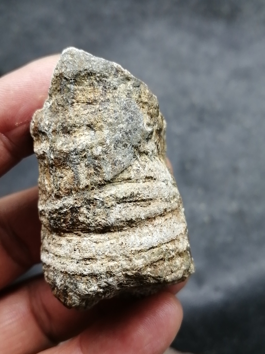 奇石~(化石)不知道是啥远古生物,喜欢的研...