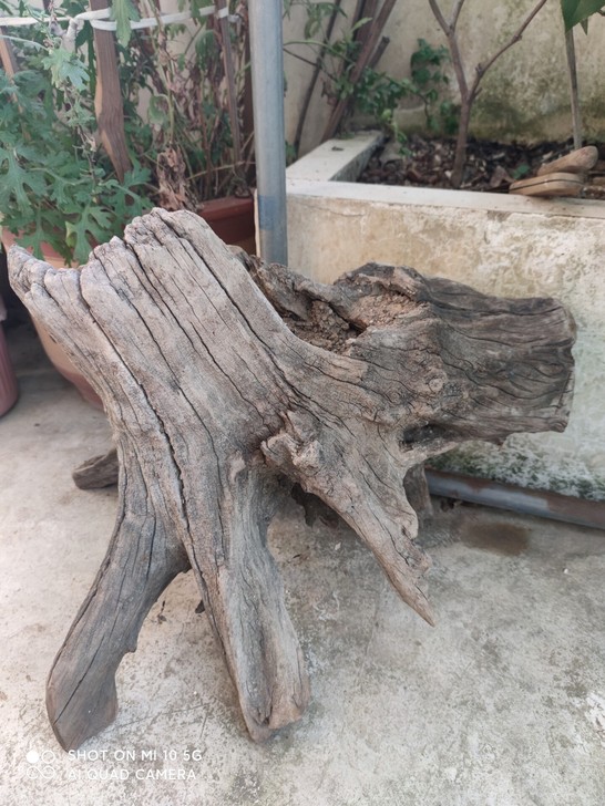 原木根雕用来种植多肉植物，被我养死了现在闲...